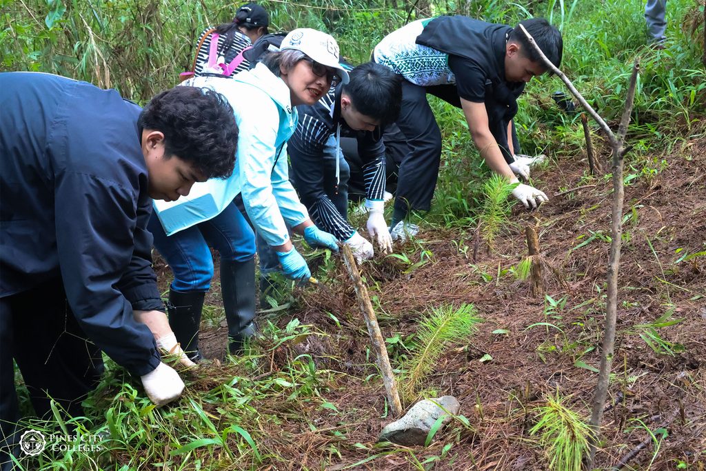 Better growth, better future — Nursing faculty and students work together to clean surrounding areas of growing pine trees for better growth. [Photo by Glynis Laron]